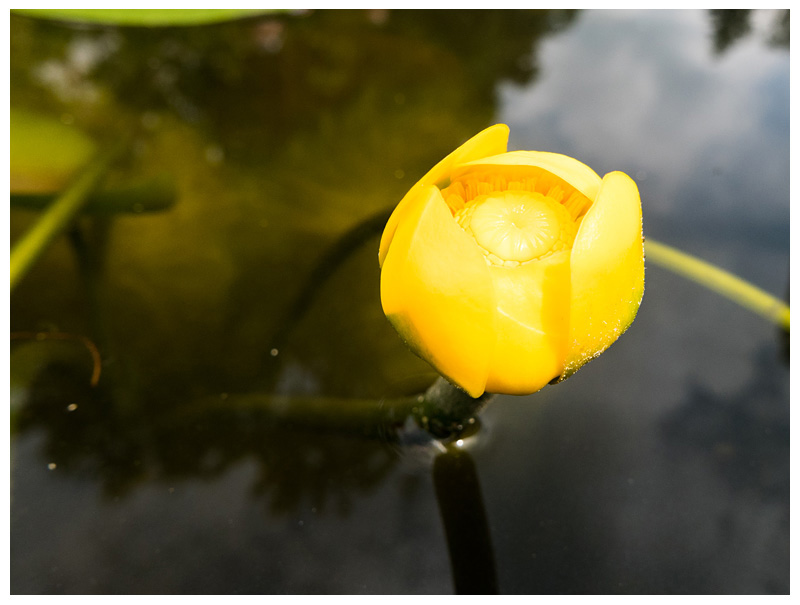 Nuphar lutea    