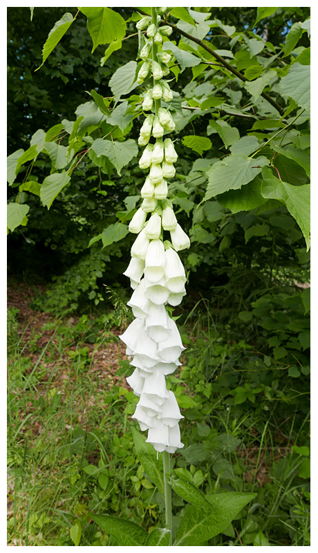 Digitalis purpurea alba 
