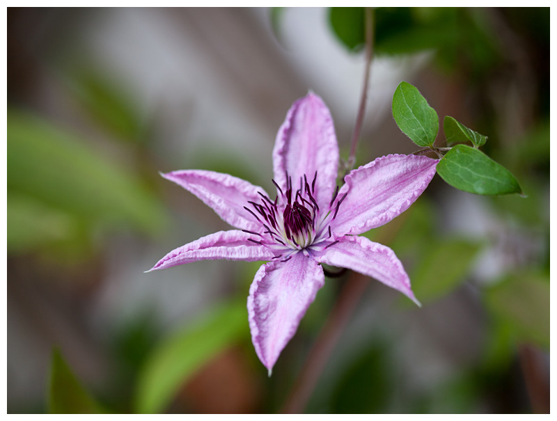 Clematis