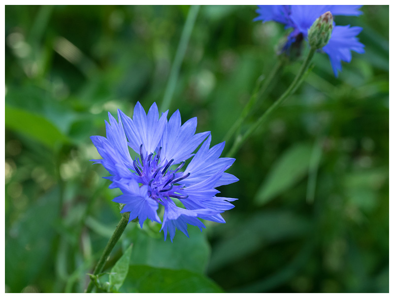 Centaurea cyanus 