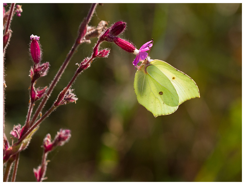 Gonepteryx rhamni