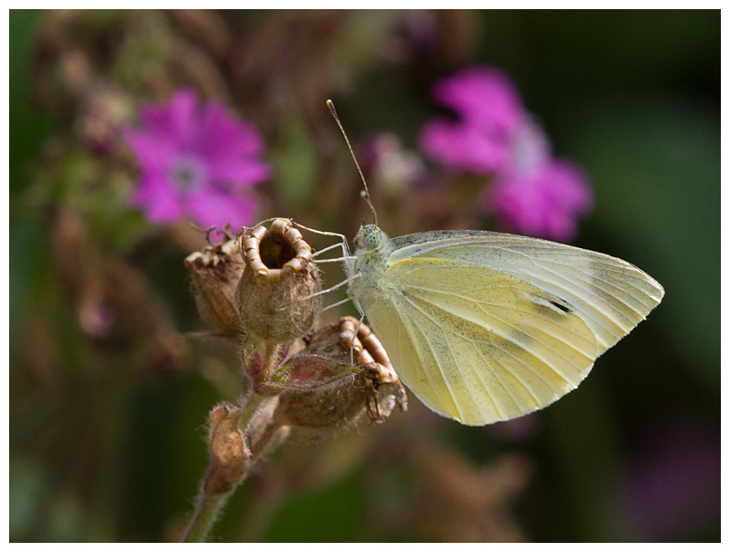 Pieris rapae   