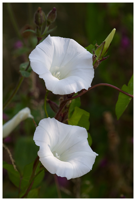 Calystegia sepium  