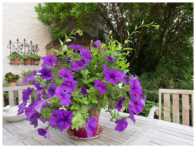 Petunia