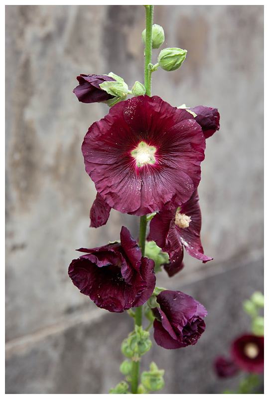 Alcea rosea