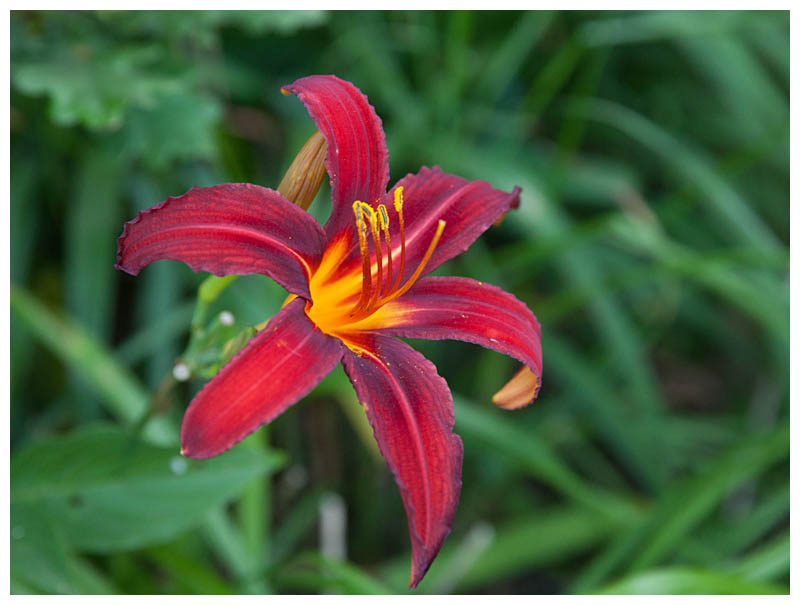 Lily