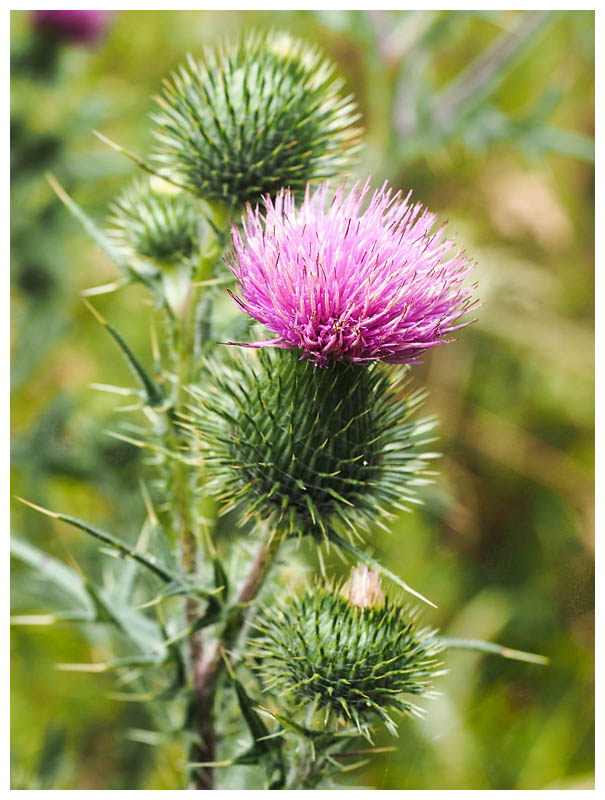 Cirsium vulgare    
