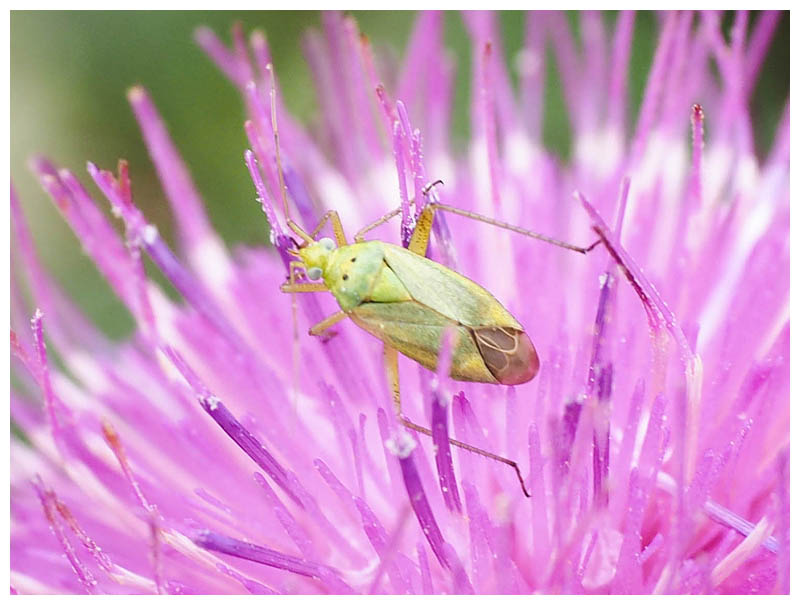 Stenotus binotatus