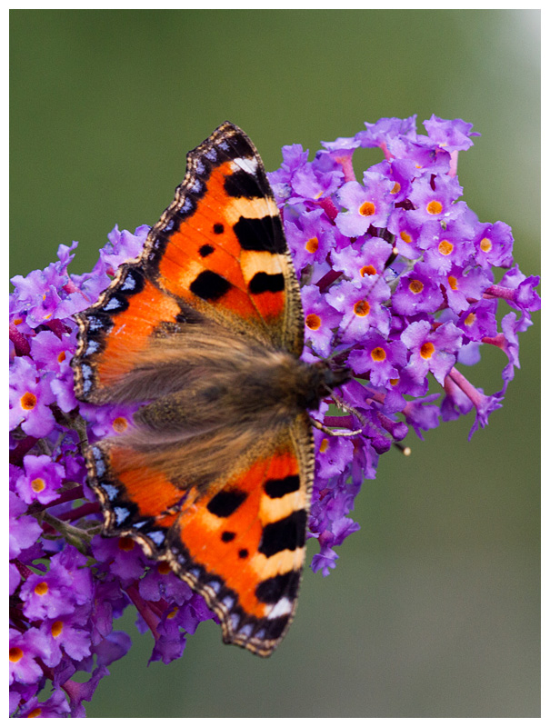 Aglais urticae 