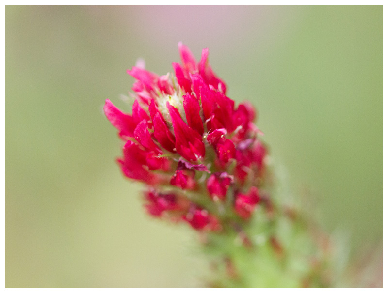 Trifolium incarnatum   