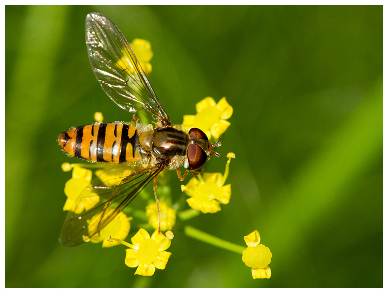 Episyrphus balteatus  