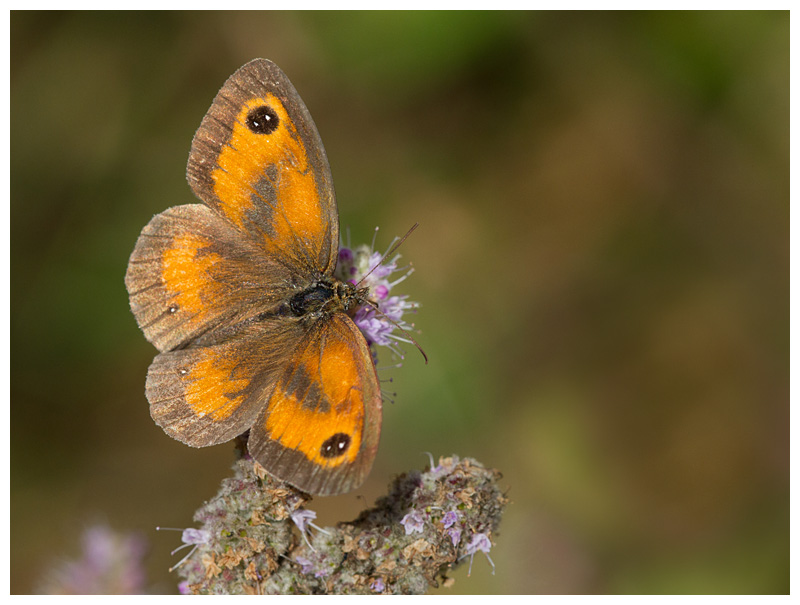 Pyronia tithonus 