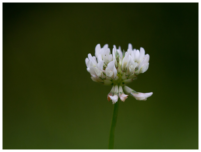 Trifolium repens   