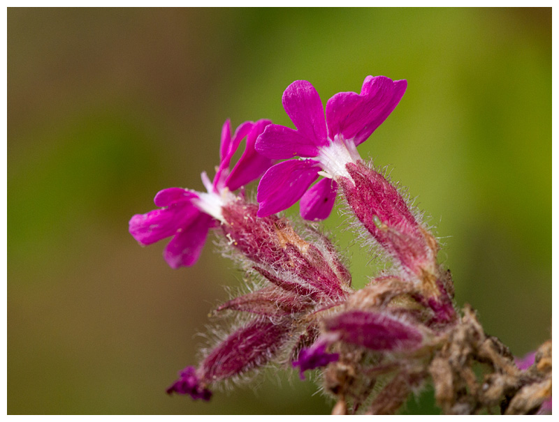 Silene dioica 