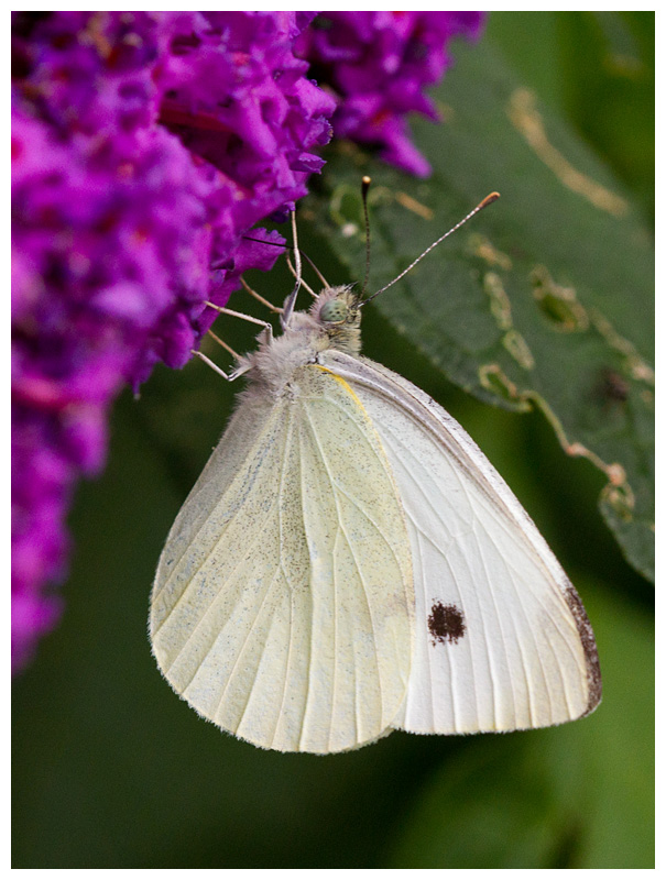 Pieris rapae  