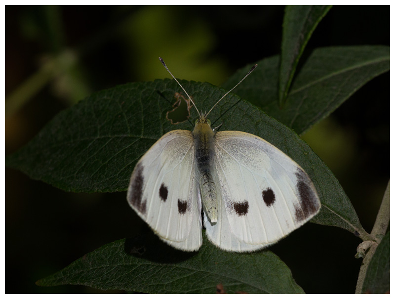 Pieris rapae  