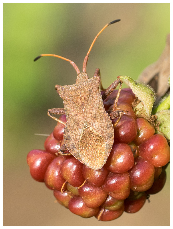 Coreus marginatus