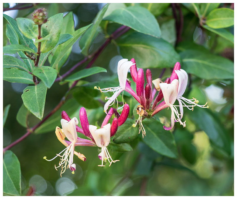 Lonicera