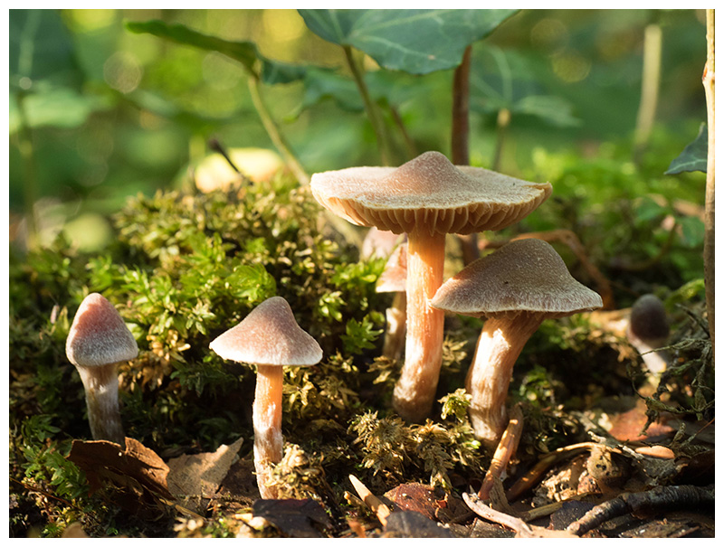 Inocybe sp.    