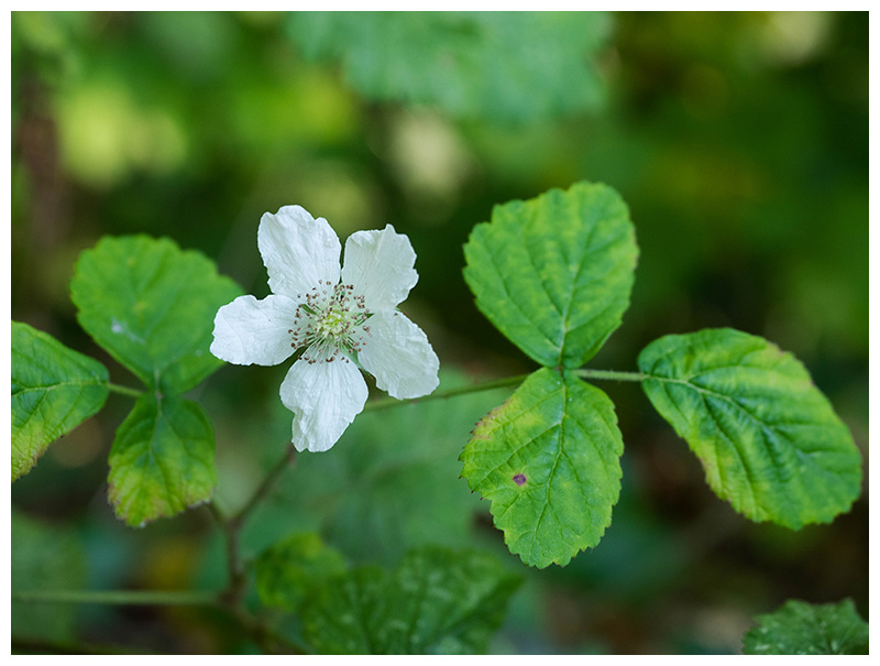 Rubus caesius  