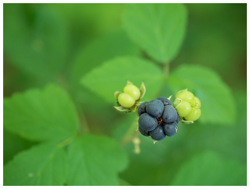 Rubus caesius  