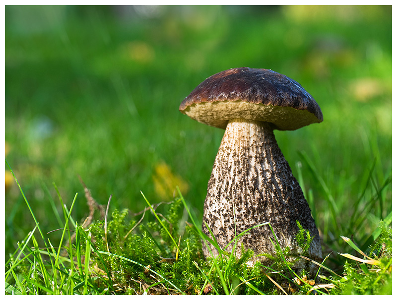 Leccinum scabrum var. melaneum  