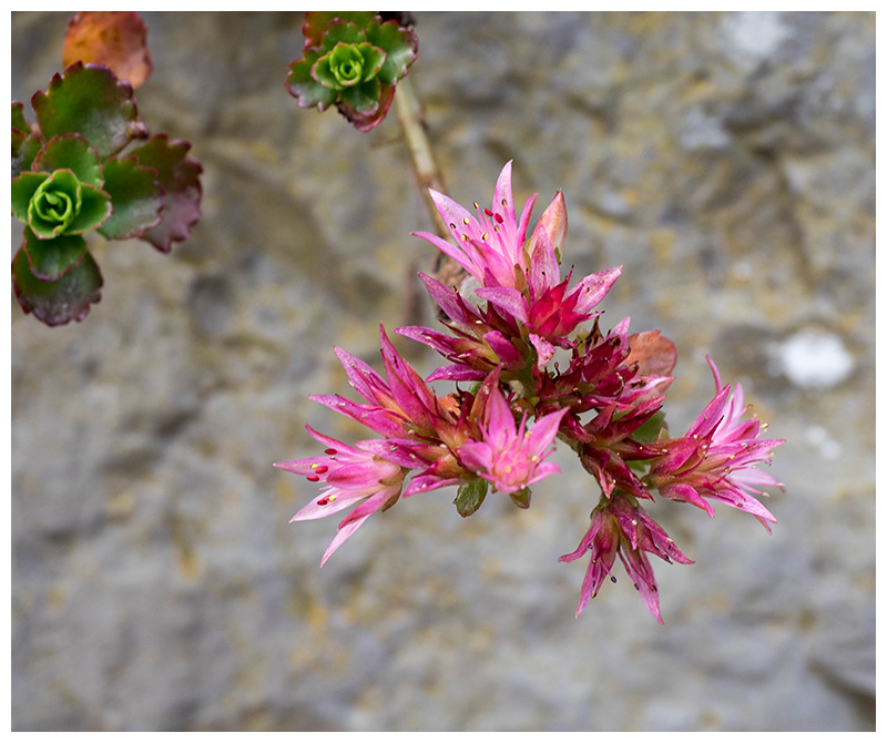 Sedum spurium 