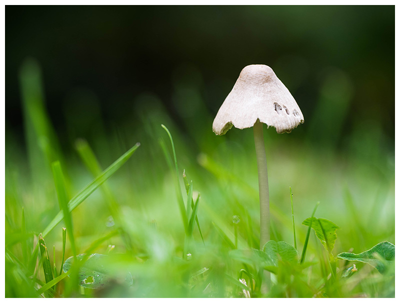 Inocybe geophylla  
