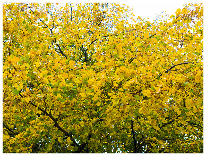 autumn