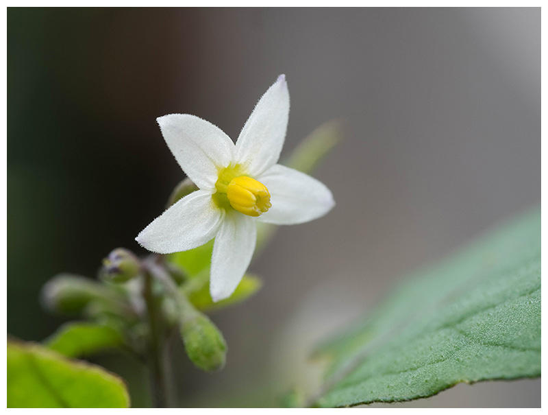 Solanum nigrum   