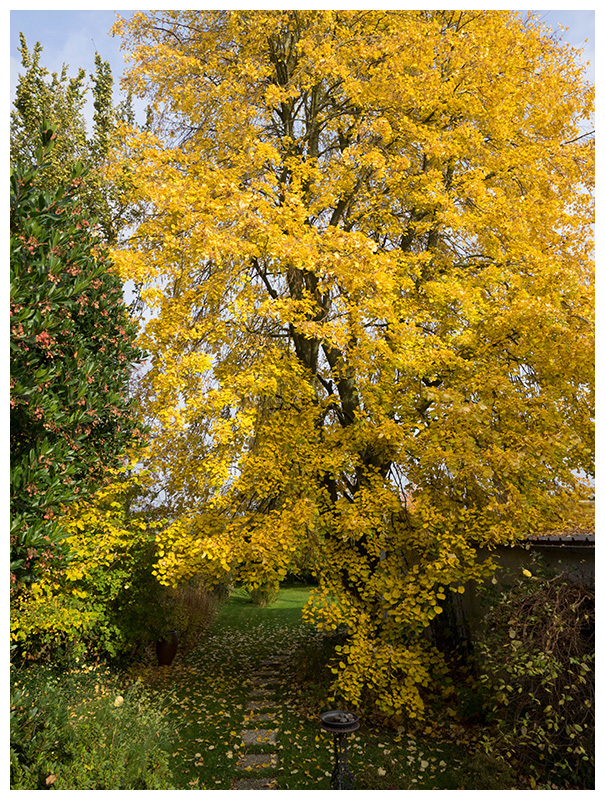 autumn garden