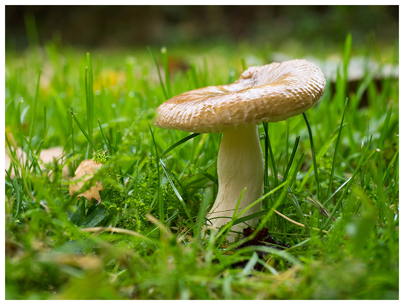 Russula puellaris      