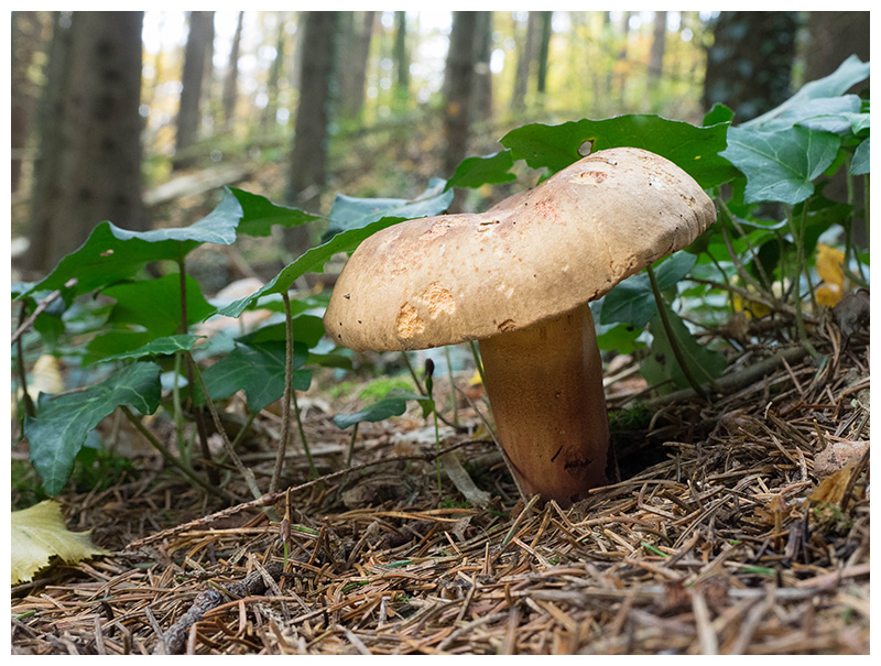 Boletus