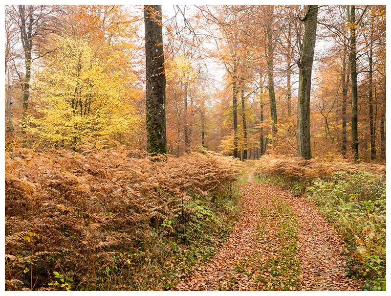 Bois de Vance