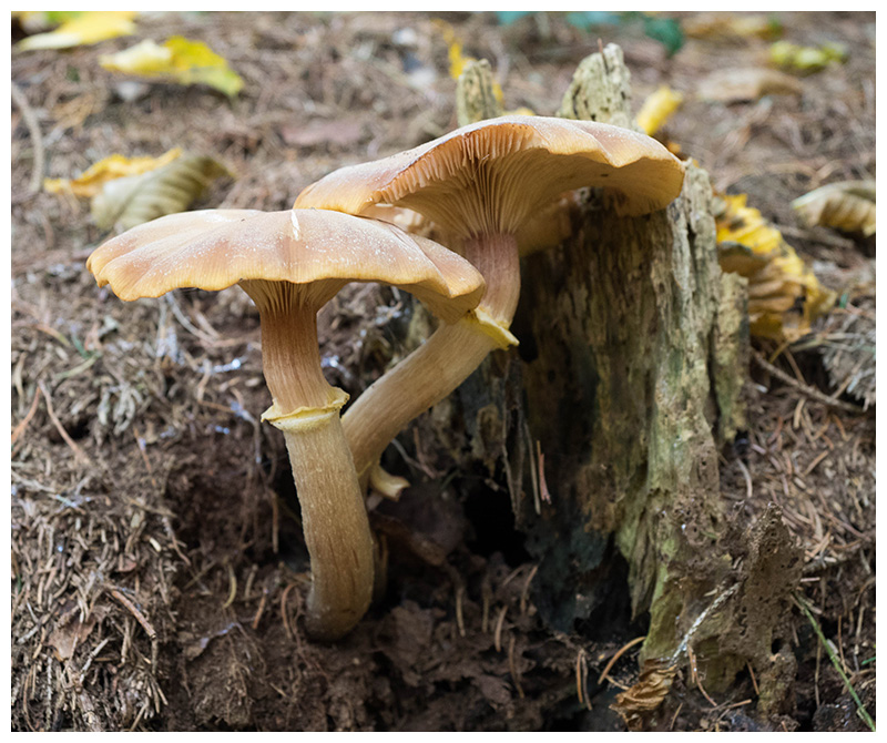 Armillaria mellea   