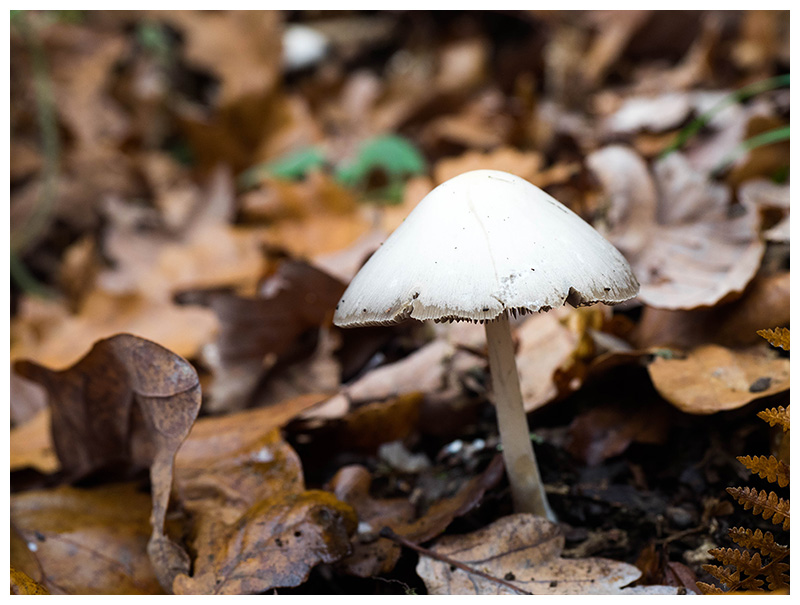 Volvariella gloiocephala  