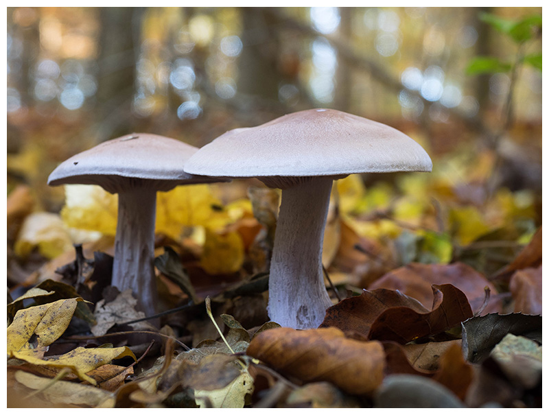 Clitocybe nebularis       