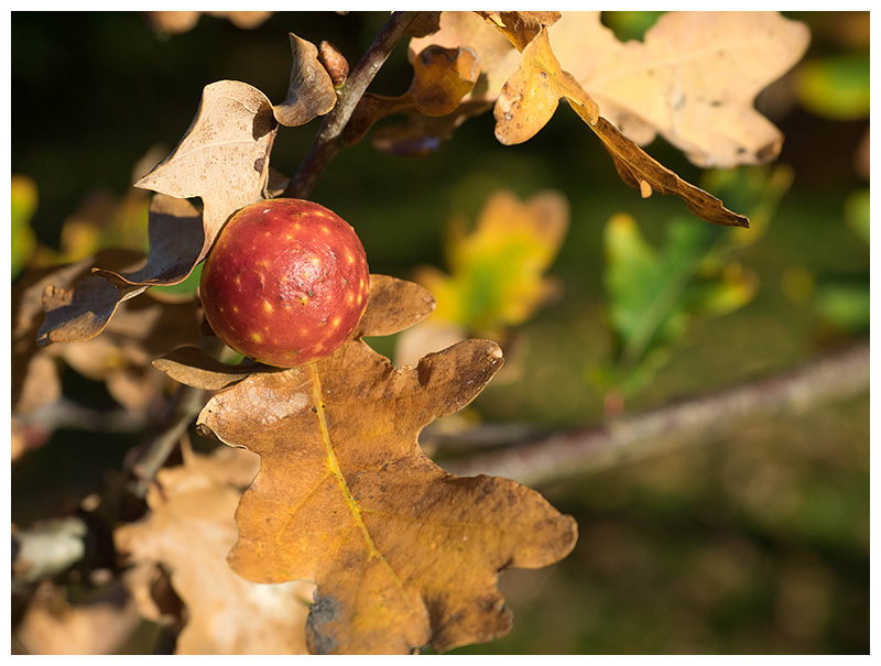 oak apple  