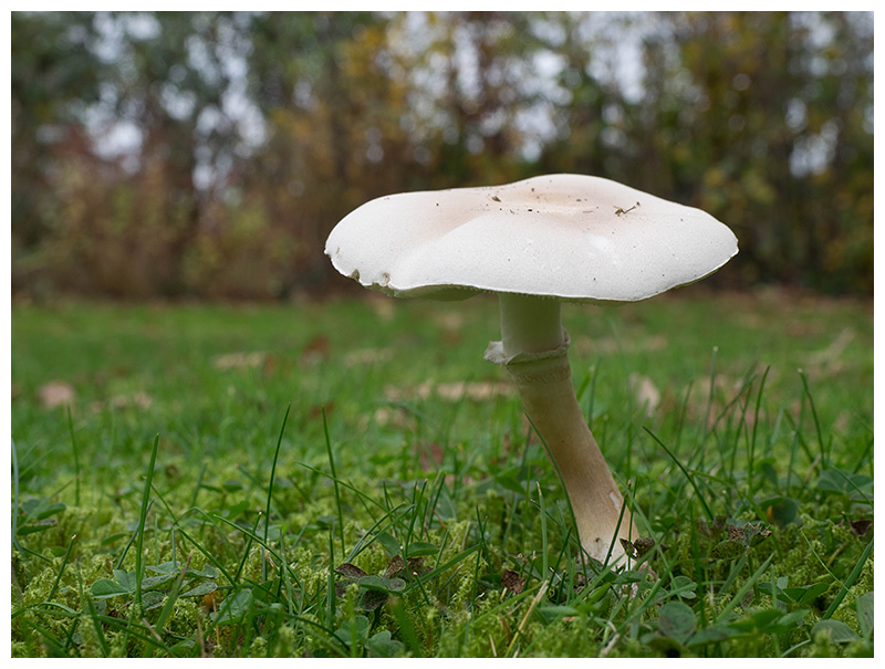 Leucoagaricus leucothites     