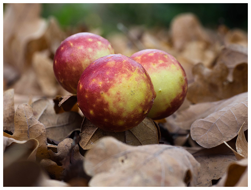 oak apples