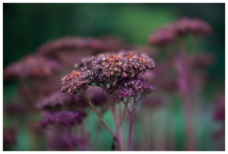 Sedum spectabile