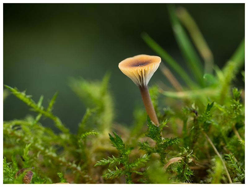 Rickenella swartzii   