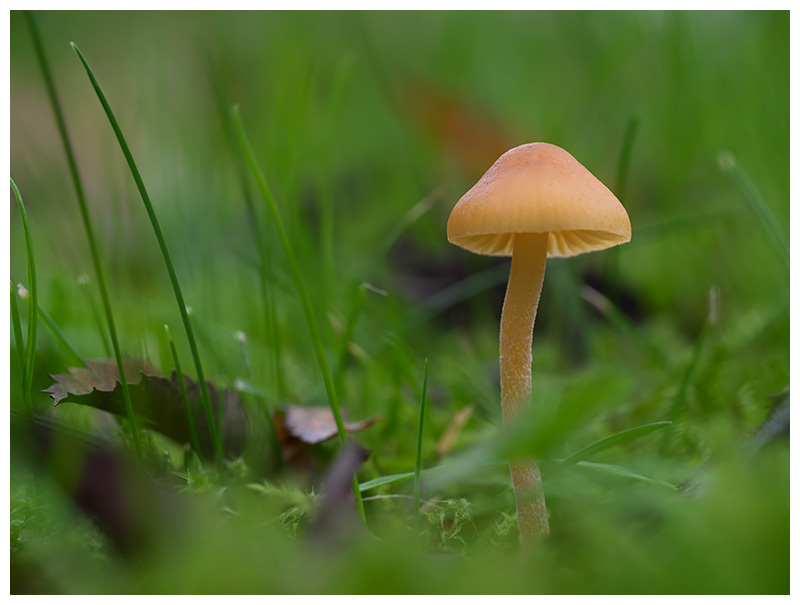 Galerina laevis