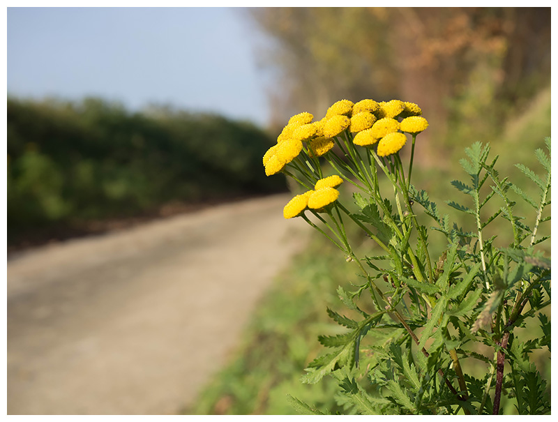 Tanacetum vulgare