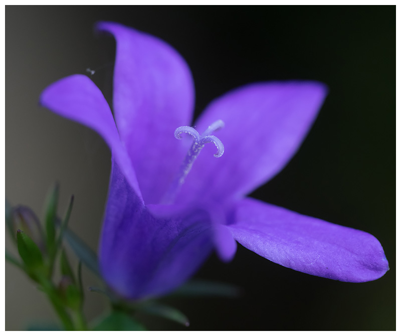 Campanula