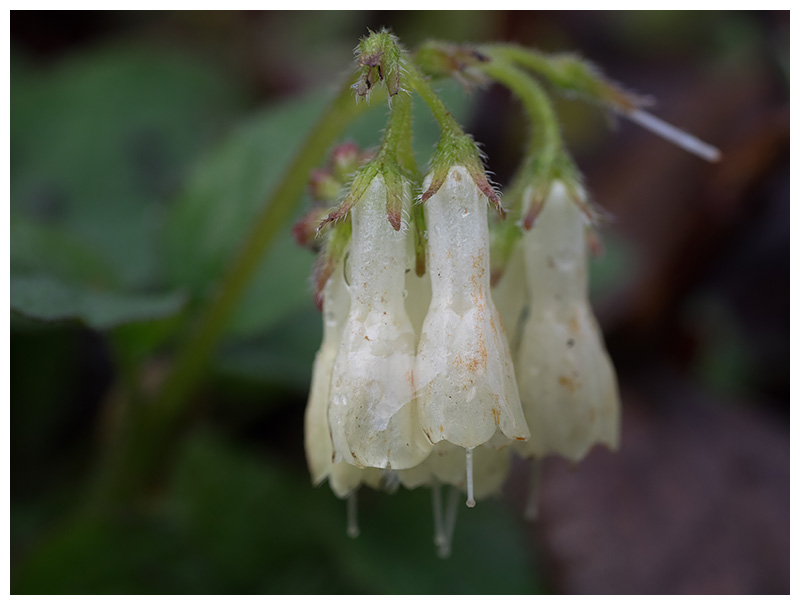 Symphytum tuberosum