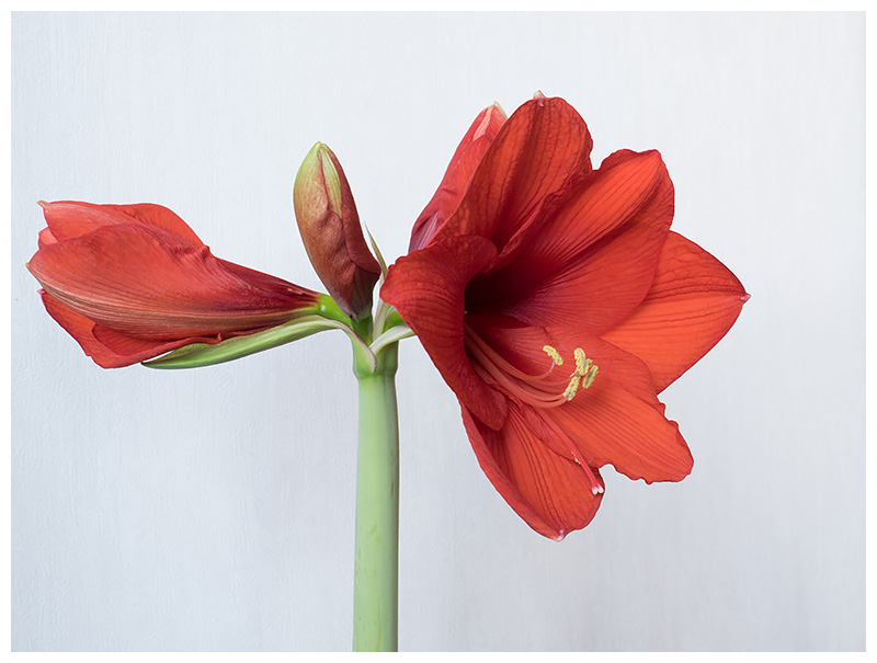 Amaryllis