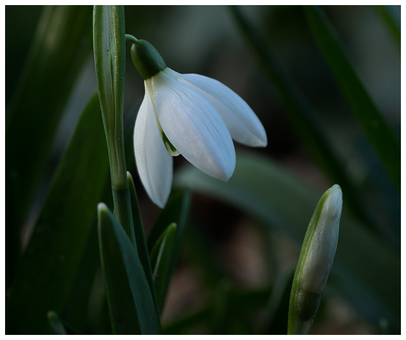 Galanthus nivalis