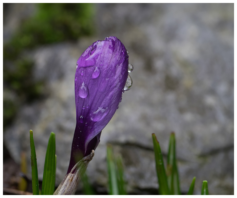 Crocus