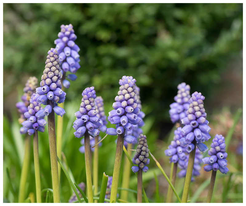 Muscari botryoides